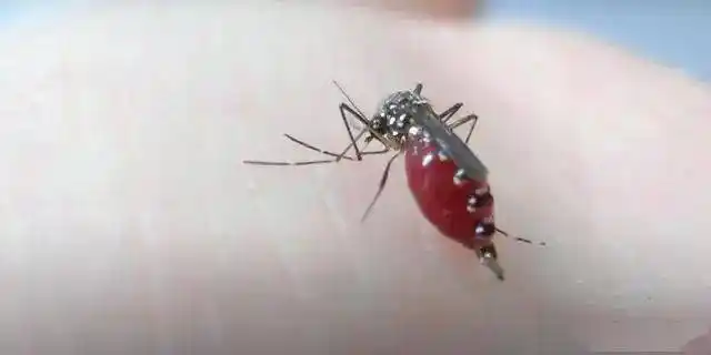 蚊子手术后,竟吸血到腹部爆裂