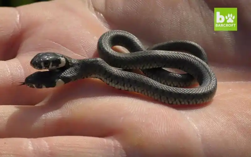 罕见的变异双头蛇堪比奇幻电影里的怪物