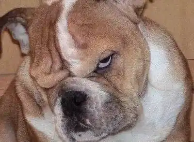 汪星人逗比表情大全 你被狗狗鄙视了吗?