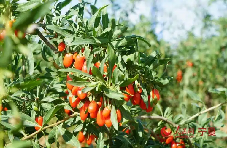 宁夏中宁:枸杞挂枝头 采摘正当时