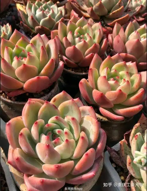 值得推荐的40种多肉34香槟