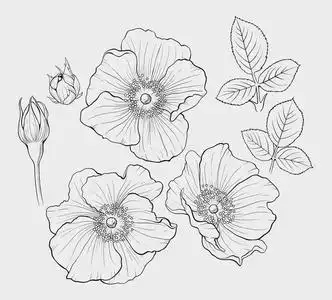 白色蔷薇图片-白色蔷薇素材-白色蔷薇插画-摄图新视界