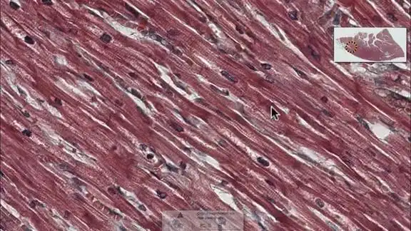 科普 显微镜显微镜下的世界:肌肉 67