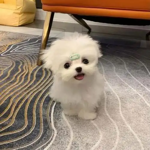 头像可爱的小白狗马尔济斯