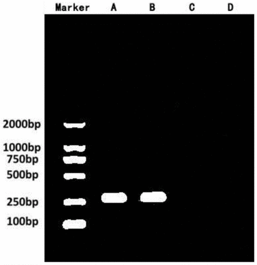 一种快速鉴别中国鹅种灰羽杂合体的方法与流程