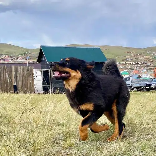 我在蒙古(这边宠物医疗条件非常差,各种设备短缺),养了一只蒙古獒