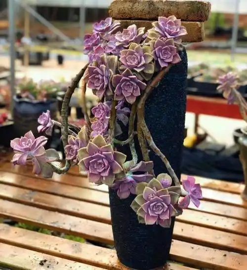 养了7年的紫乐,终于养成完美的悬崖瀑布老桩,满满成就感