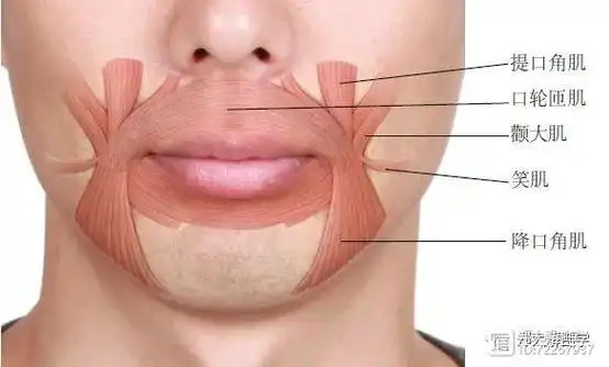 黏膜的下方有上唇动脉,下唇动脉,颏神经和唇腺,位于口轮匝肌深层.