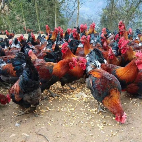 5斤 散养公鸡贈料包