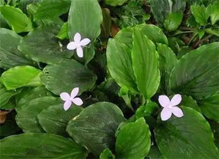 有时候,山柰的植株周围会有一些杂草,会影响山柰的生长,需要及时的