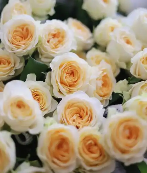 33朵玫瑰适合送什么人 33朵玫瑰适合送什么人_百科-8s新商盟