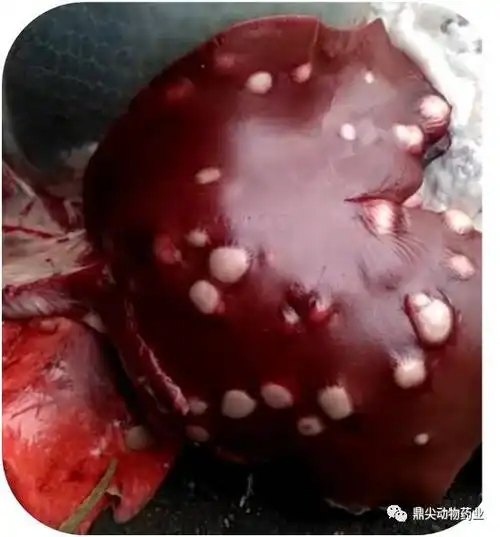 粪便应堆积发酵,以杀死虫卵.(3)饮水及放牧.水源与该