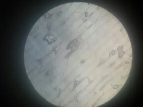 707班孩子显微镜中的洋葱表皮细胞