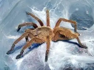 敬钊缨毛蛛1-18cm蜘蛛活体 宠物蜘蛛活泼 活体宠物蜘蛛超大另类