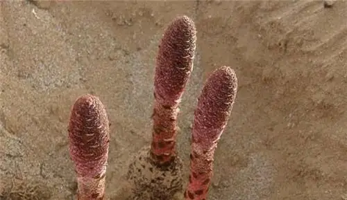 锁阳,锁阳的功效与作用,锁阳图片,锁阳是什么,锁阳的副作用_中华康网