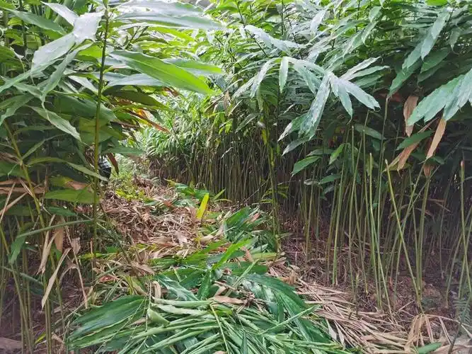 阳春砂仁种植,药苗销售我公司承包的30亩春砂仁种植基地位于隆安县
