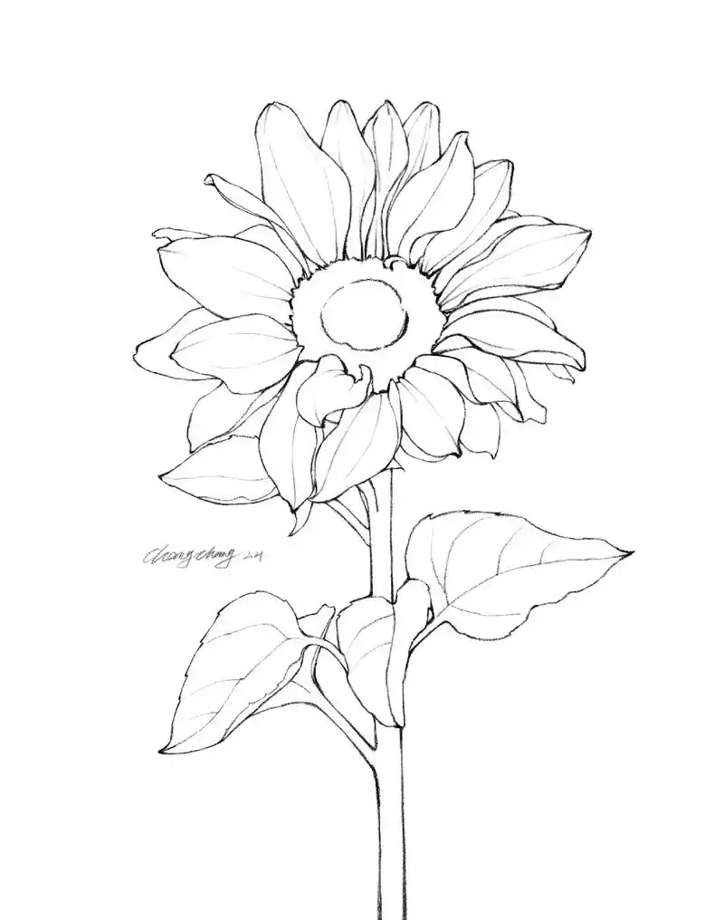 向日葵照片写生步骤1.找一张自 - 抖音