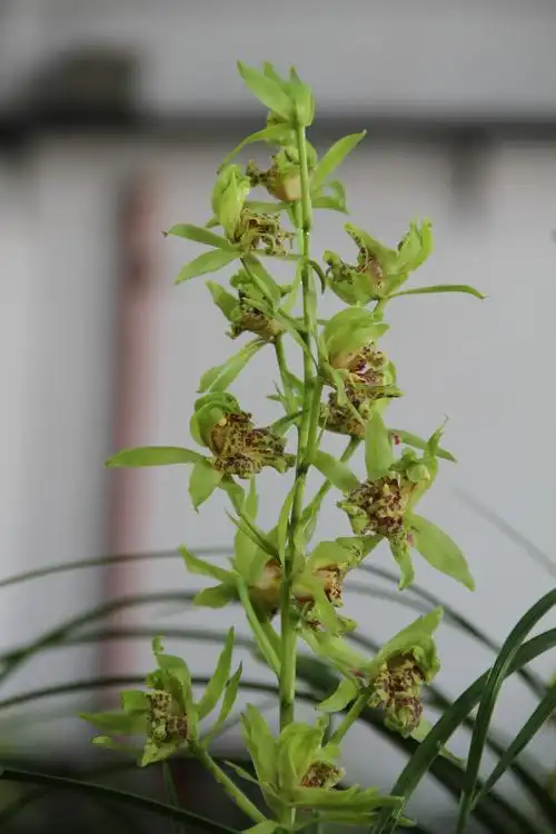 一,兰花的主要种类( 二) 国兰