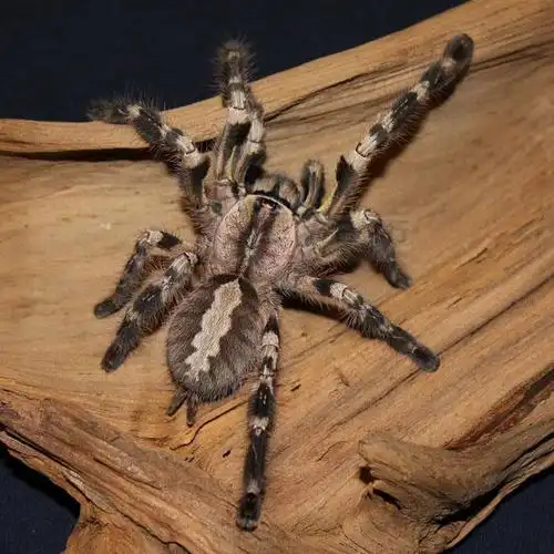 印度华丽雨林蛛