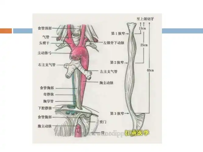 食管瘘的观察及护理