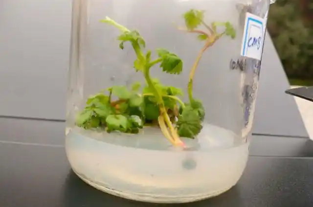 倒挂金钟的繁殖方法与养护要点