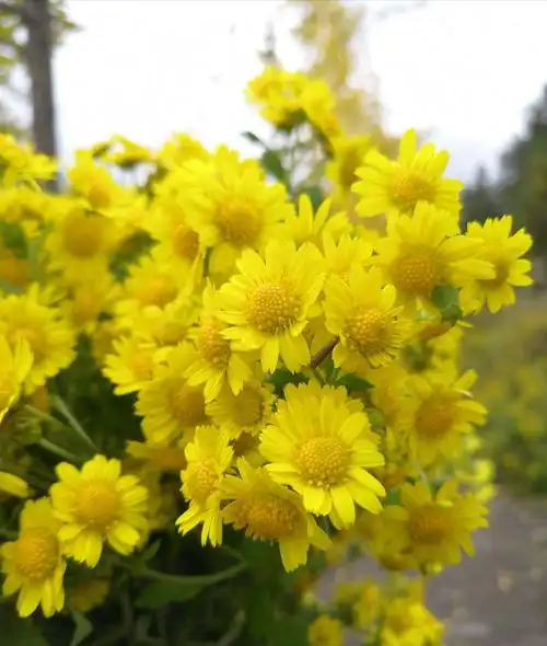 其它 野菊花 写美篇  野菊花没有在春天开放,与百花争妍斗艳,却赢得了