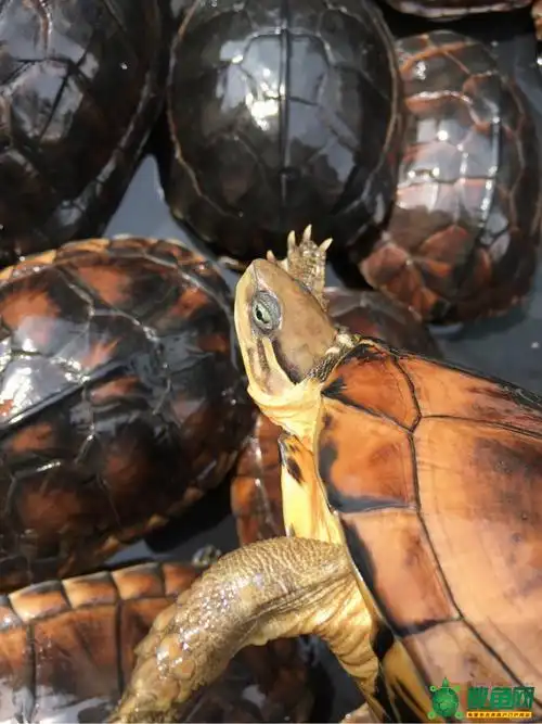 便宜打包18条14年冷水小次品南石龟共22.3斤