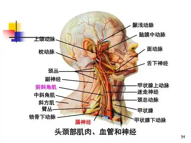 第三章颈部ppt课件简体勘正资料文库吧