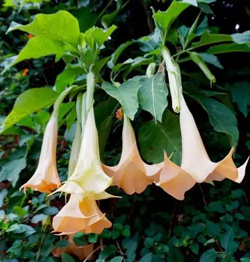 大花曼陀罗丨天使的号角恶魔的果实