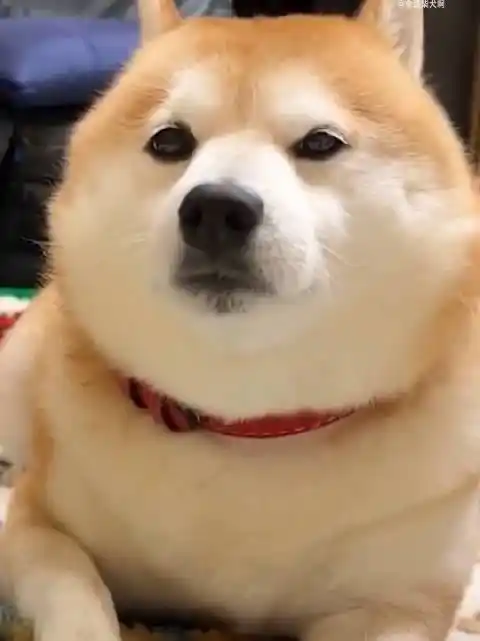 柴犬#摸摸毛茸茸的狗头全是柴犬啊的微博视频