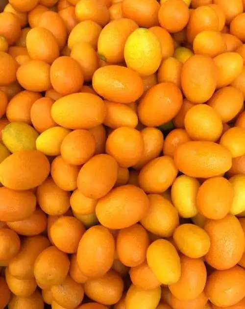 蜜浸金桔皮 开胃化痰止咳的好食疗|金桔|食疗|盐水_新浪新闻