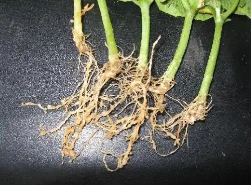 黄瓜根线虫病怎么治疗