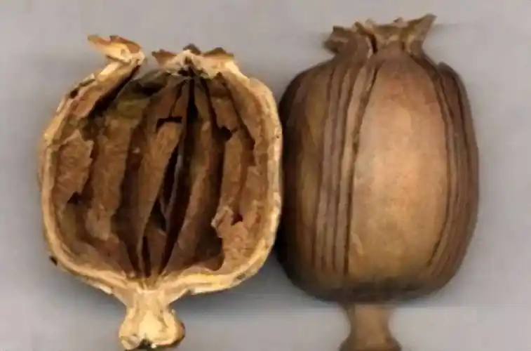 见到这种"菜"千万别吃,立即报警!_罂粟_种植_毒品