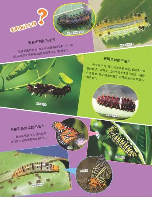 走进毛毛虫的世界一