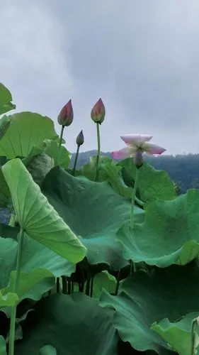 竹色溪下绿,荷花镜里香