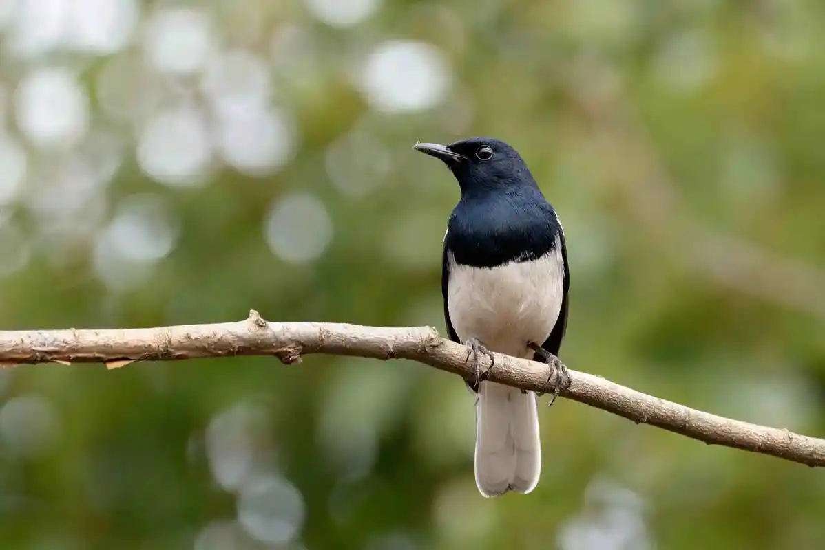 鹊鸲长得有点像缩小版的喜鹊,所以又叫"四喜儿",雄鸟(前2张 - 抖音