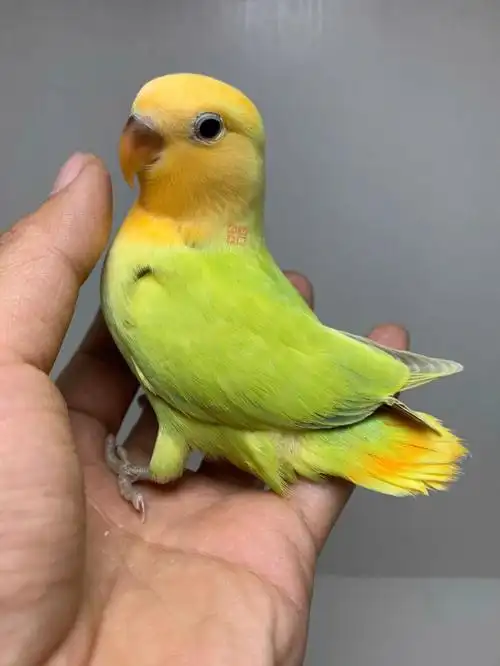 金头澳闪和苹果绿澳闪