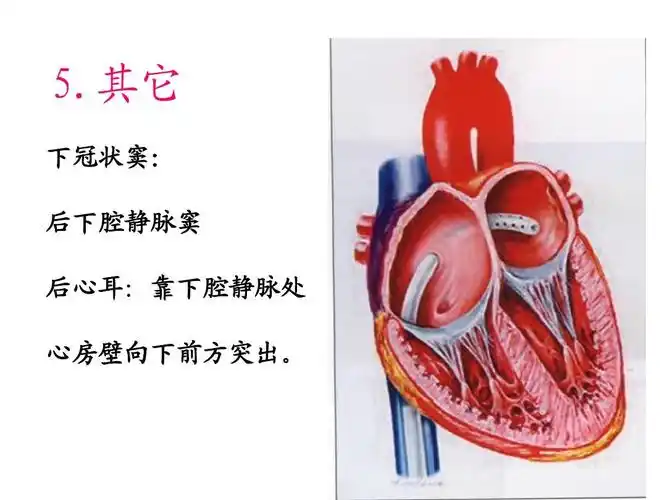 其它 下冠状窦: 后下腔静脉窦 后心耳:靠下腔静脉处 心房壁向下前方