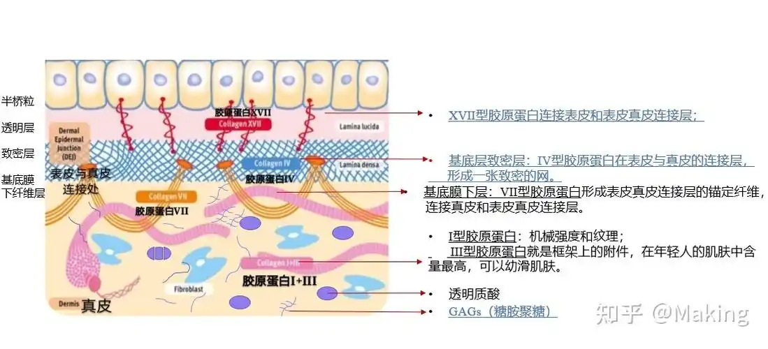 护肤品最相关的胶原所在-基底膜