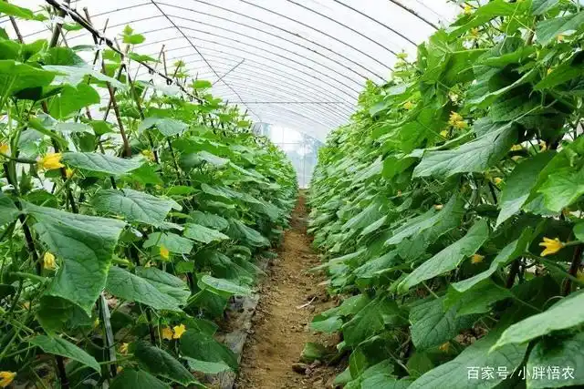 黄瓜种植技巧,农户如何掌握科学的田间管理,提高结瓜量