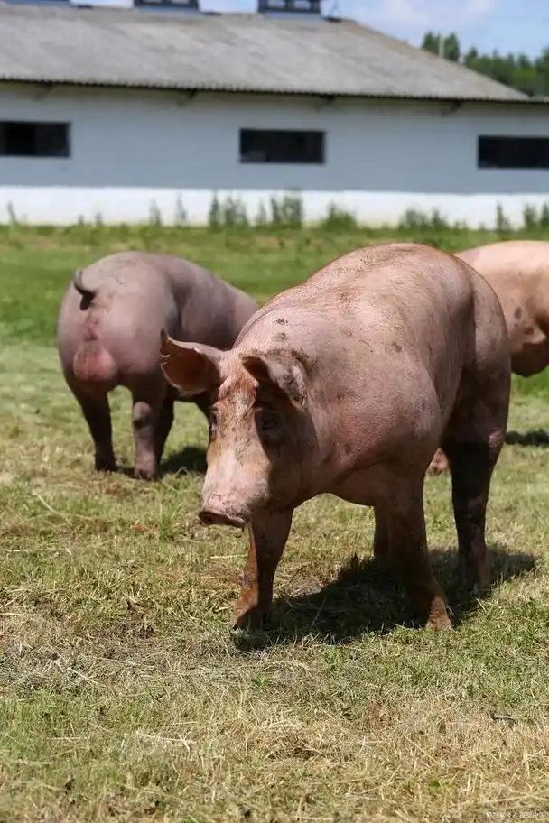 被当作国礼养于河南息县的红毛杜洛克猪,世界上最好的猪之一