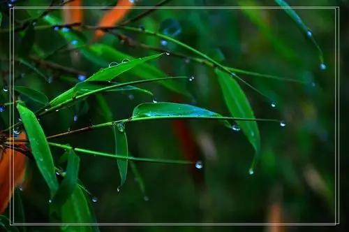 雨后的竹林作文