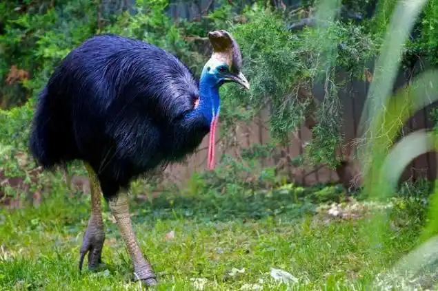 爪上的中指三趾脚食火鸡,高达120毫米,鸟能够以50公