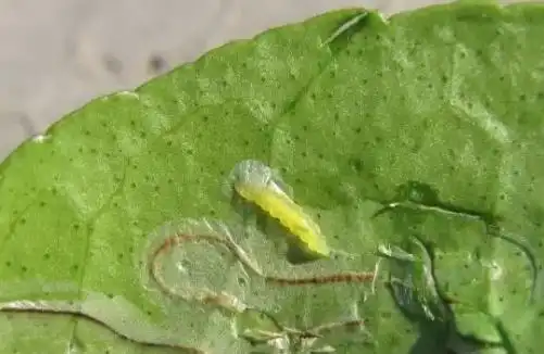 柑橘潜叶蛾造成的危害和防治方法