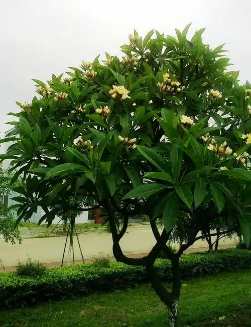 鸡蛋花盆栽 鸡蛋花树苗 红黄色鸡蛋花苗庭院阳台珍贵花卉当年开花