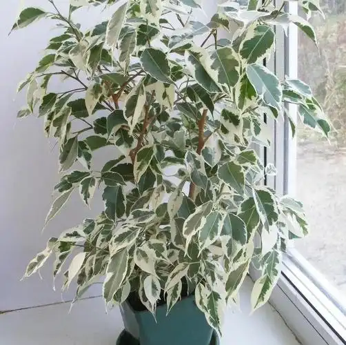 美如画的榕属植物这几个花叶榕树品种很值得珍藏