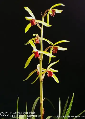 碧血丹心-兰花交易网