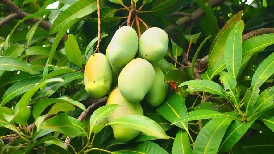 校园里的芒果树