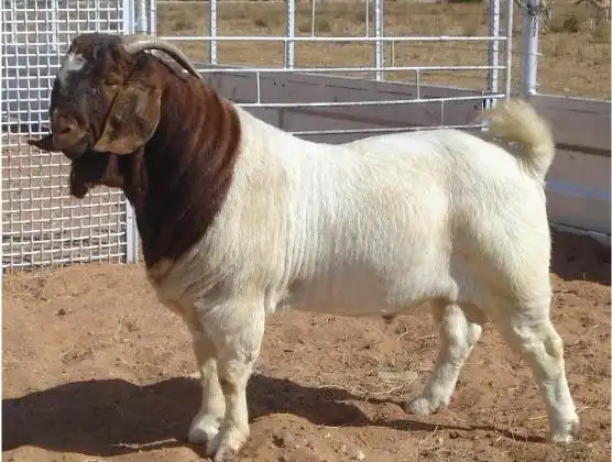 山东肉牛养殖场_波尔山羊价格_小尾寒羊养殖技术_山东肉驴养殖场_嘉祥