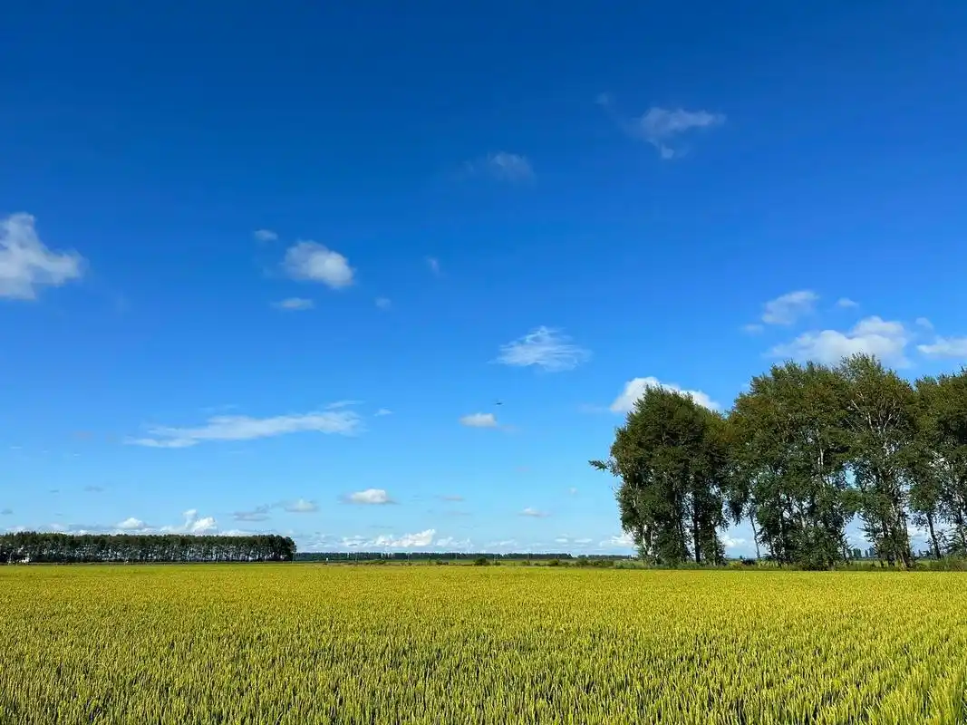 三江平原上的稻田99～#感受大自然的气息和美景 #蓝天白云绿 - 抖音